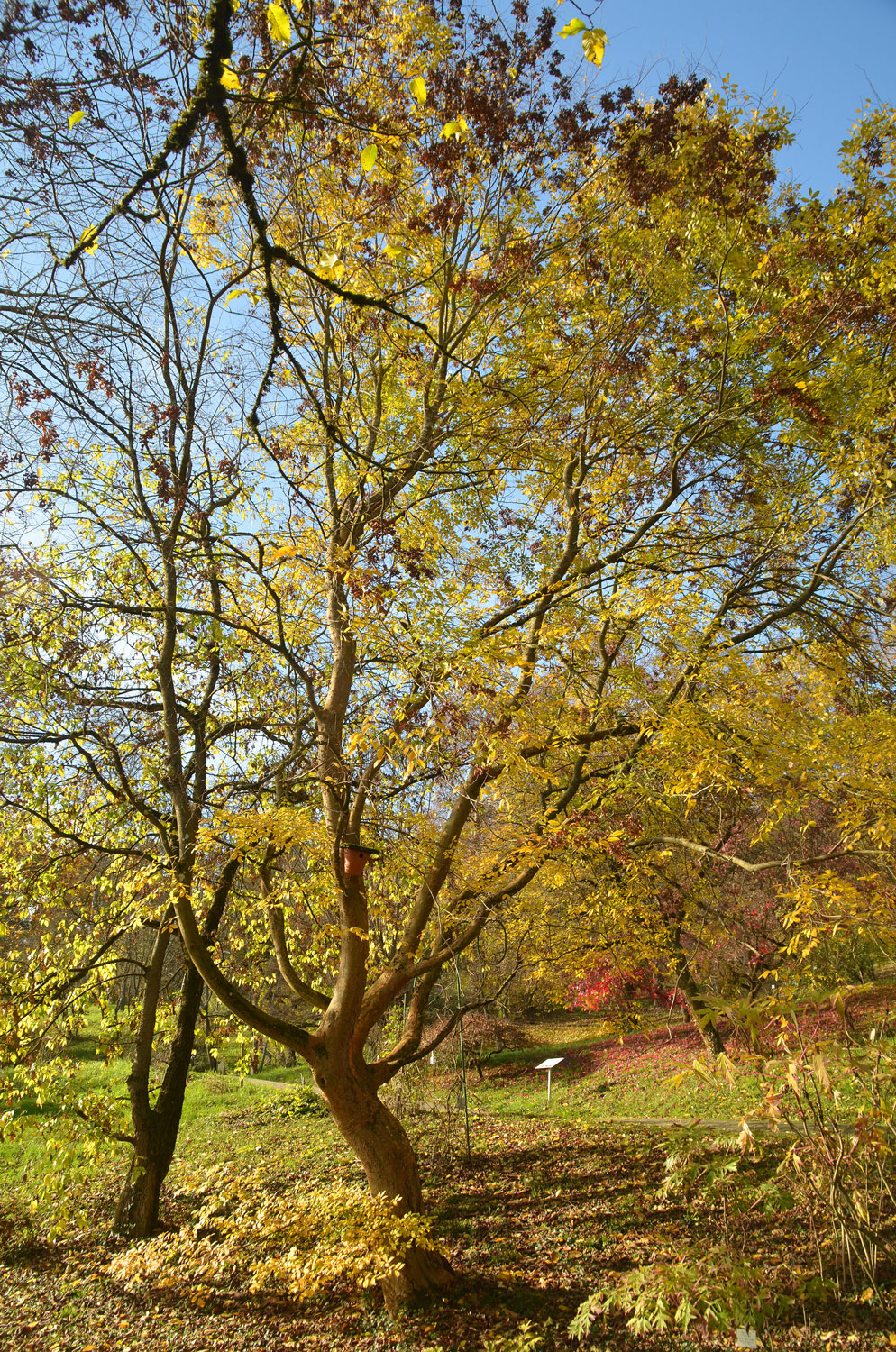 Zelkova carpinifolia - Tübingen - November 2022