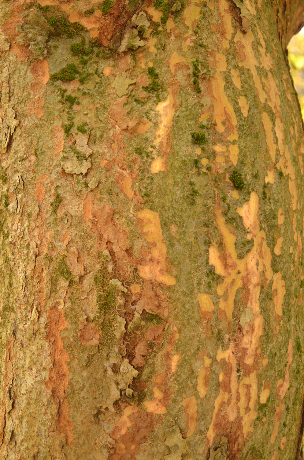 Zelkova carpinifolia - Tübingen - November 2022