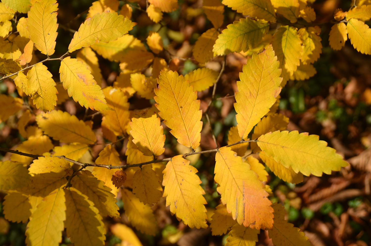 Zelkova carpinifolia - Tübingen - November 2022
