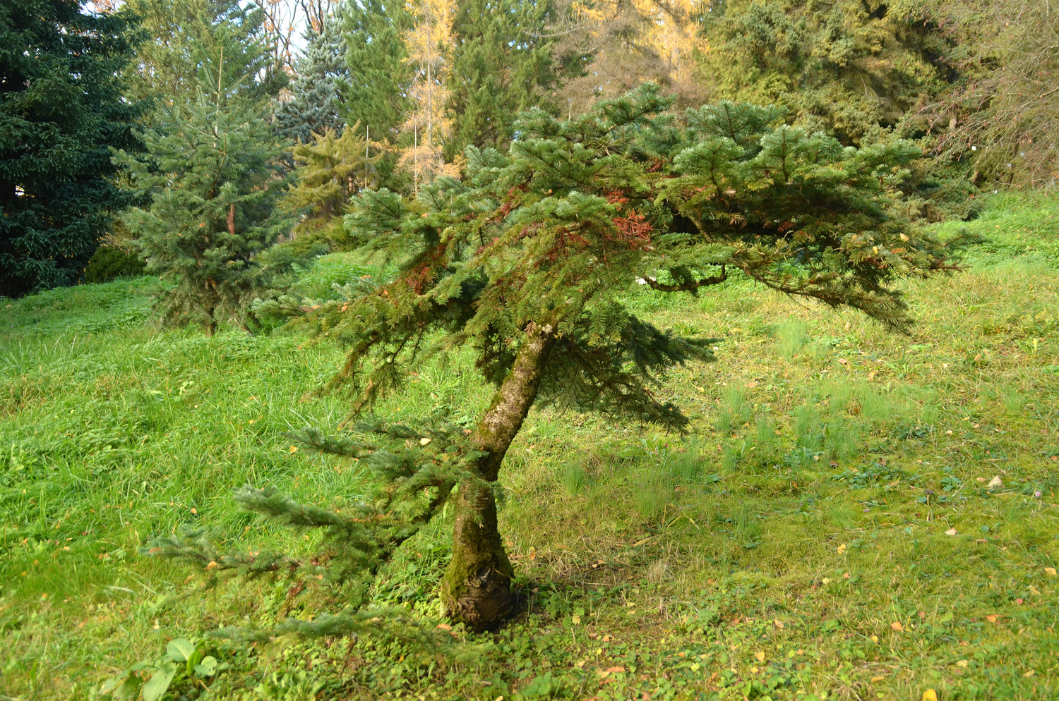 Abies amabilis - Tübingen - November 2022