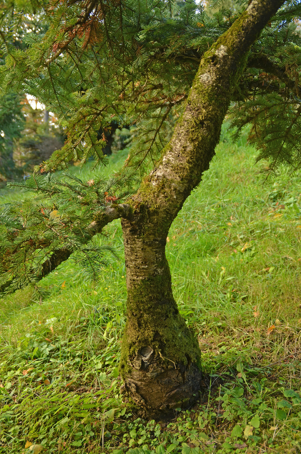 Abies amabilis - Tübingen - November 2022