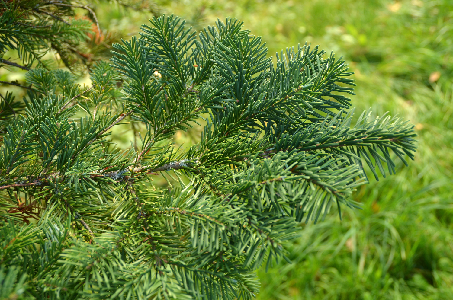 Abies amabilis - Tübingen - November 2022
