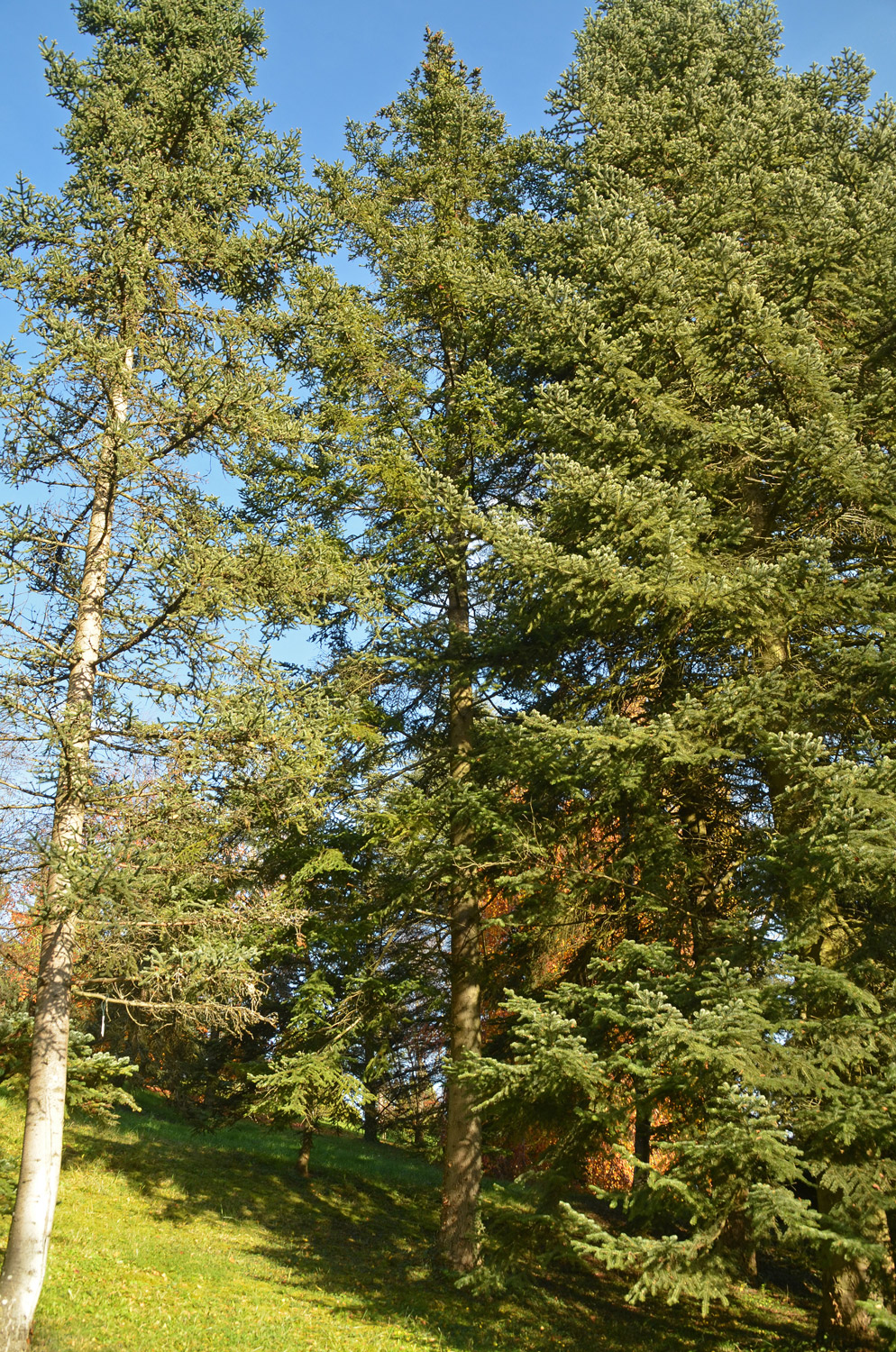 Abies balsamea - Tübingen - November 2022