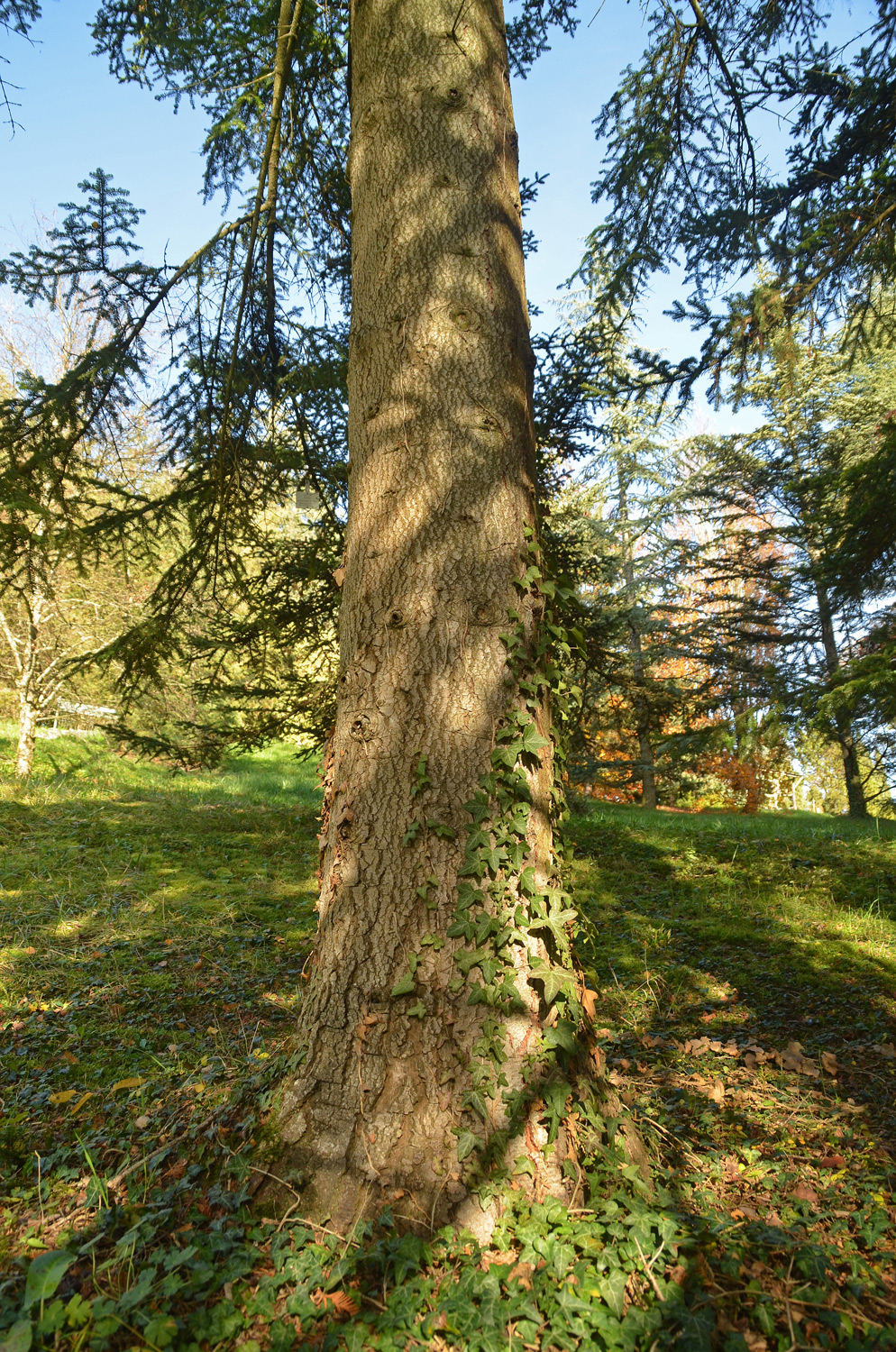 Abies balsamea - Tübingen - November 2022