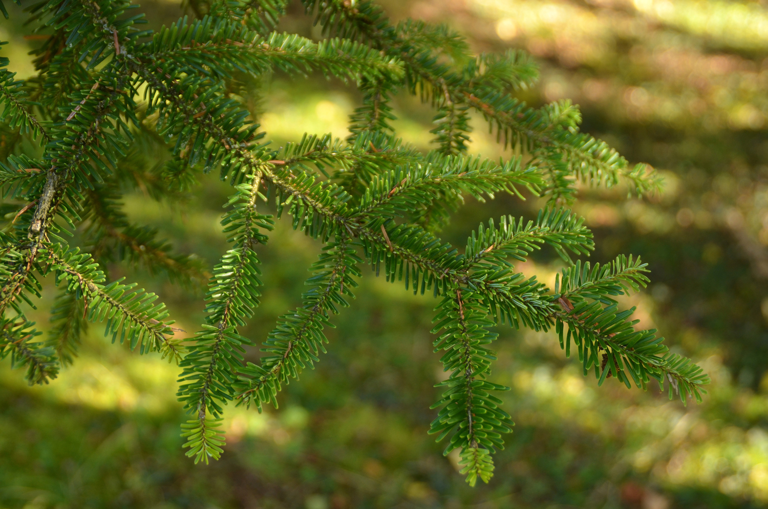 Abies balsamea - Tübingen - November 2022