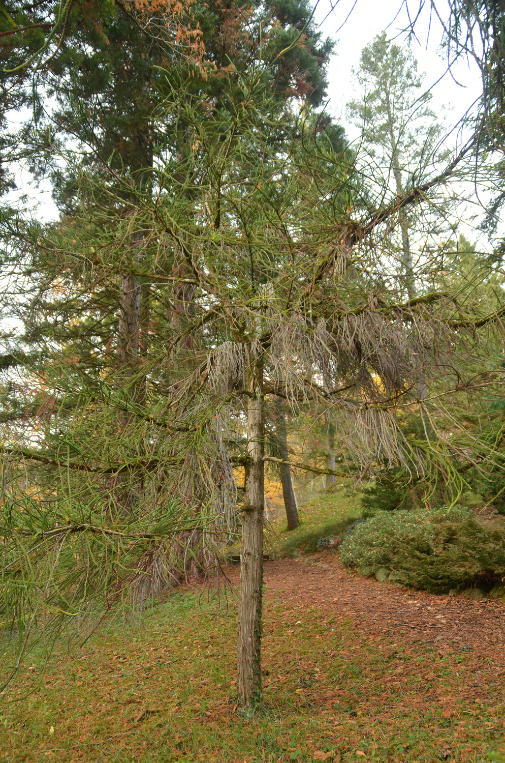 Cryptomeria japonica 'Dacrydioides' - Tübingen - November 2022