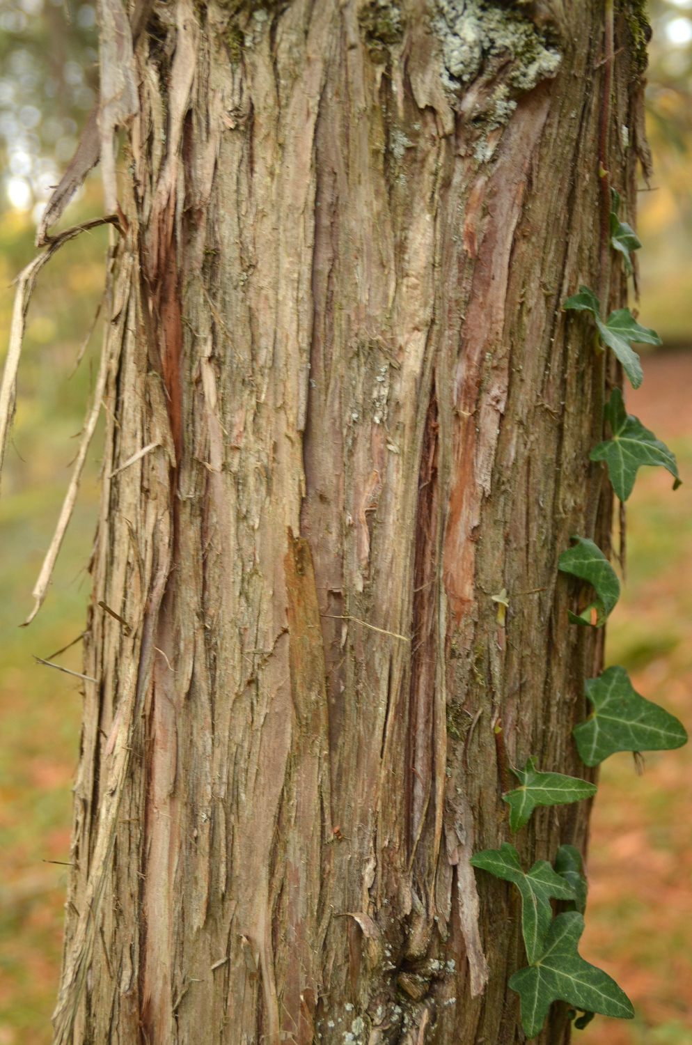 Cryptomeria japonica 'Dacrydioides' - Tübingen - November 2022
