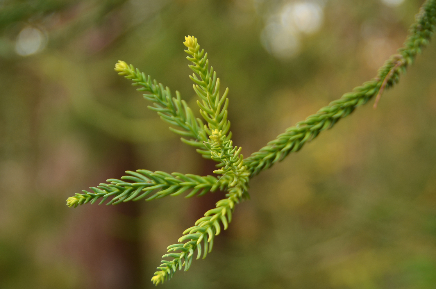 Cryptomeria japonica 'Dacrydioides' - Tübingen - November 2022