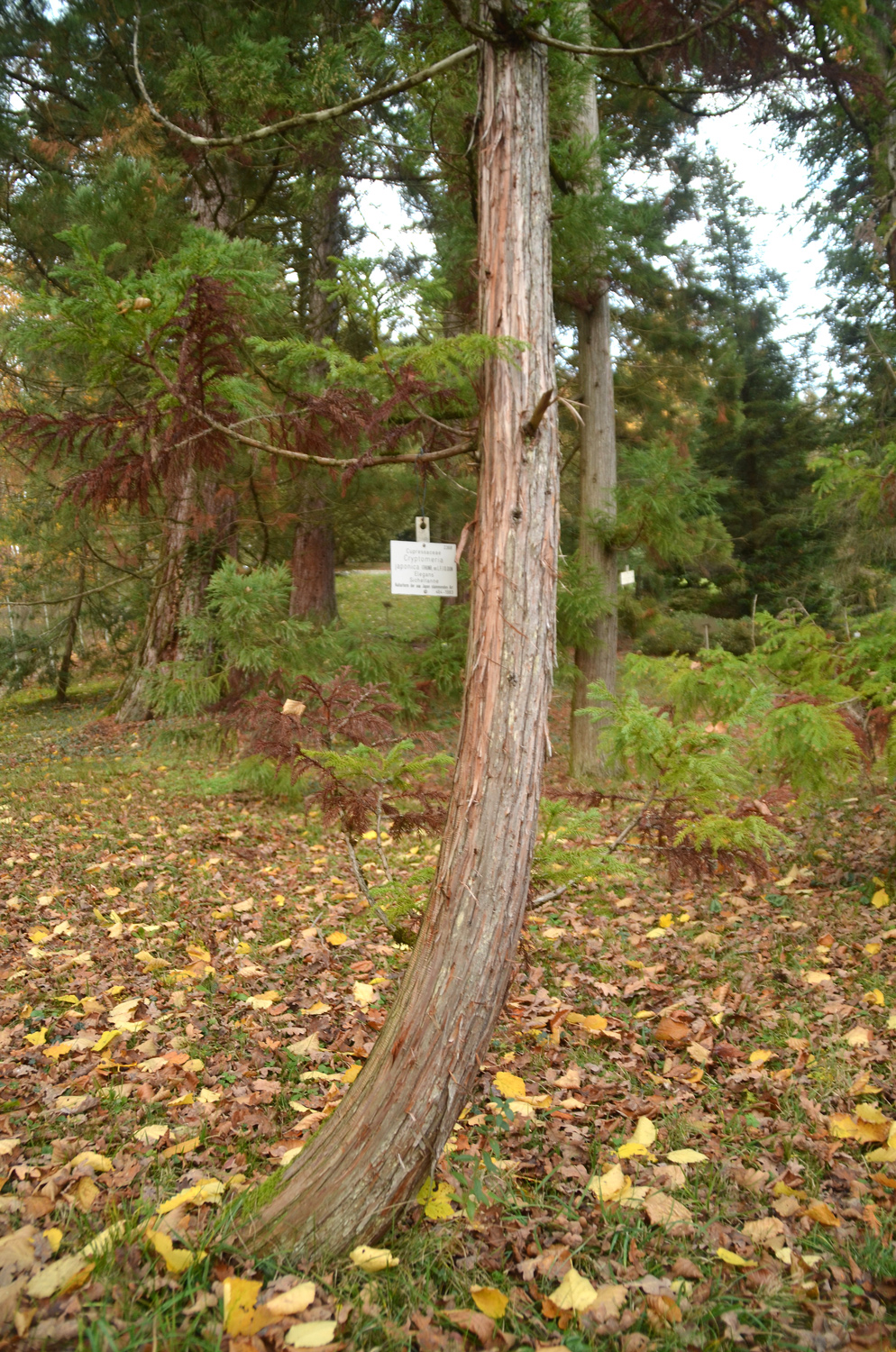 Cryptomeria japonica 'Elegans' - Tübingen - November 2022