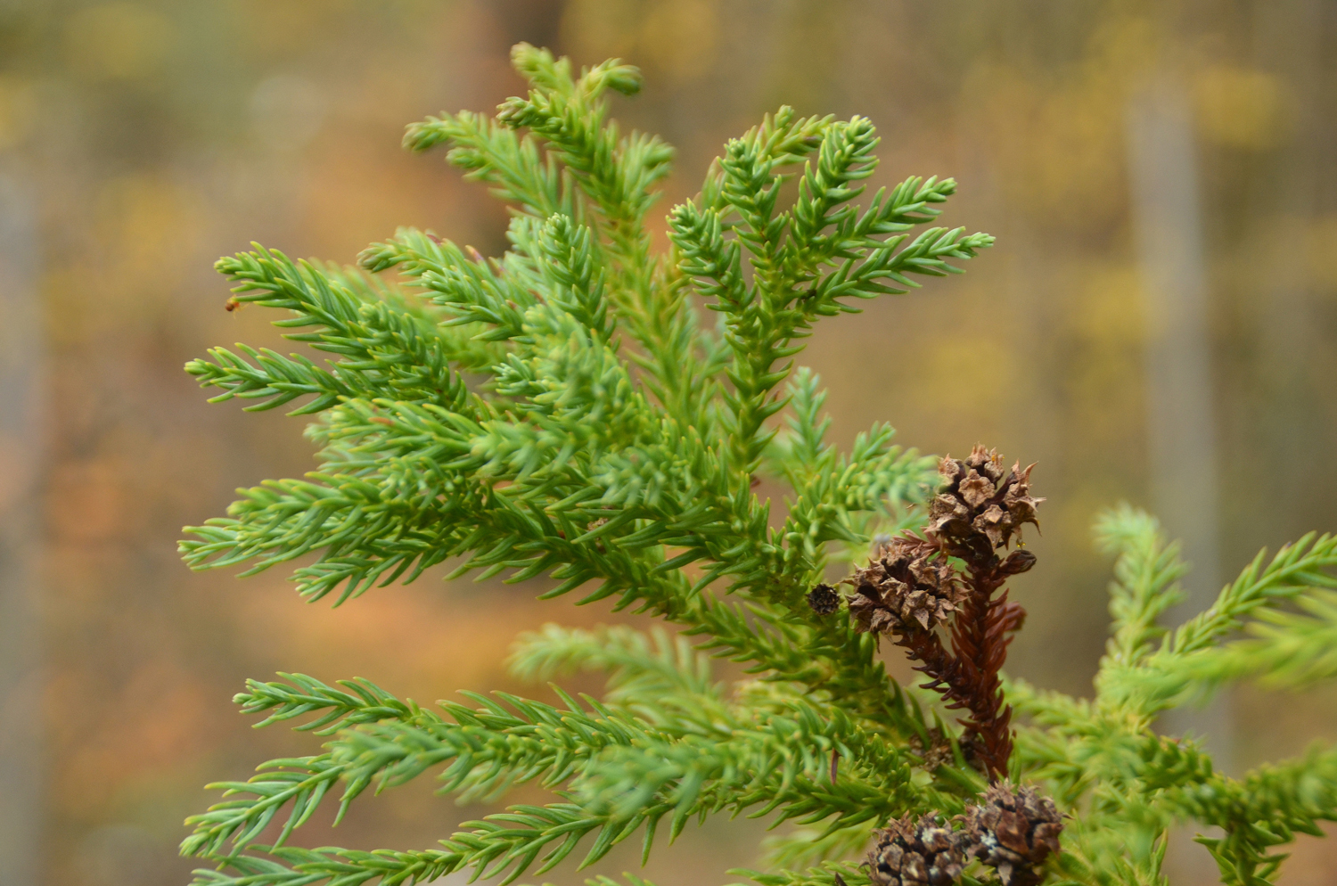 Cryptomeria japonica 'Elegans' - Tübingen - November 2022