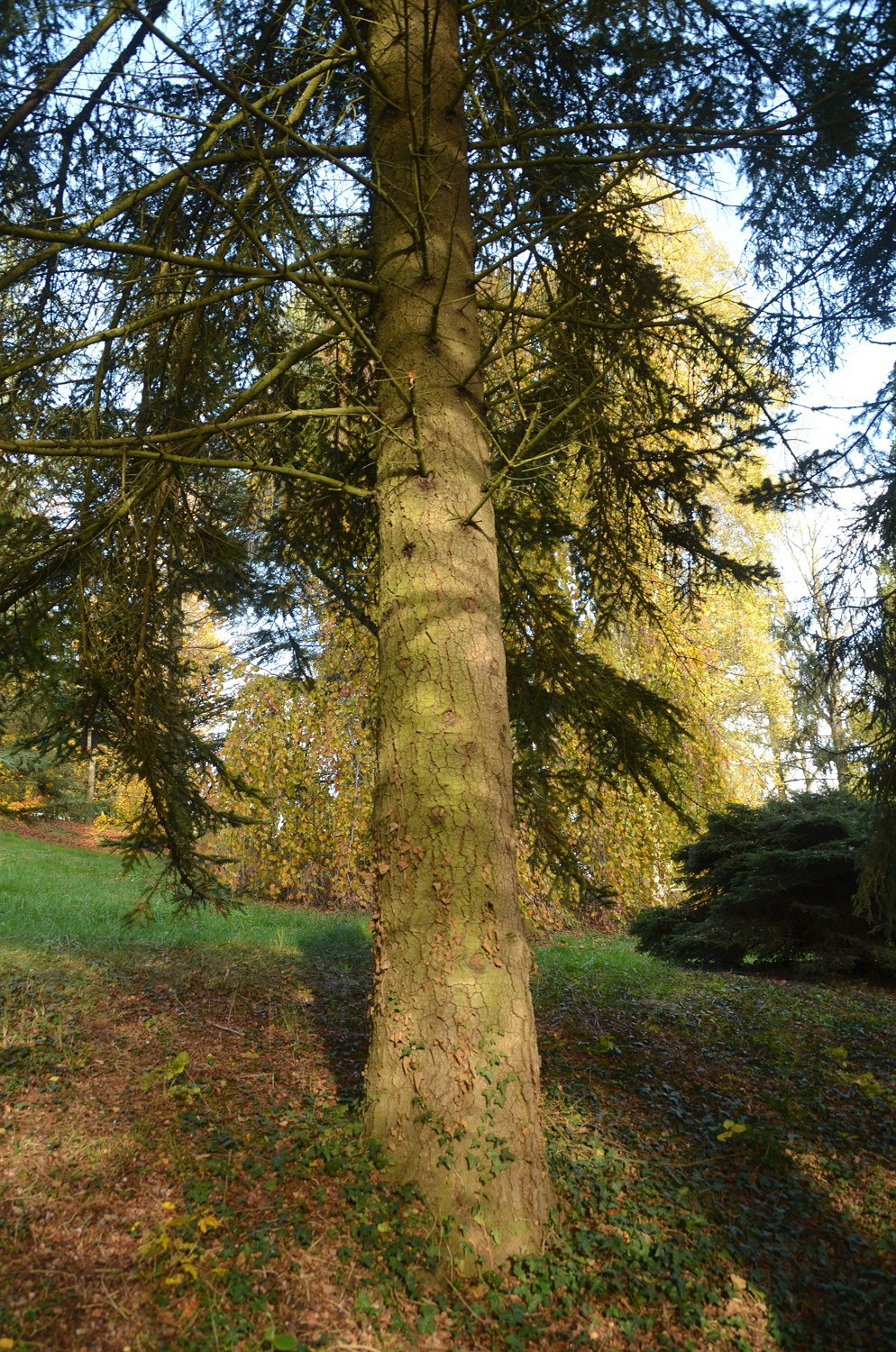 Abies nordmanniana subsp. equi-trojani - Tübingen - November 2022
