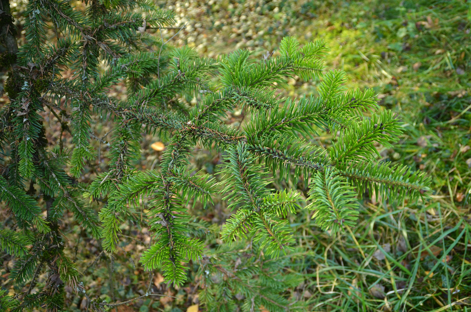 Abies nordmanniana subsp. equi-trojani - Tübingen - November 2022