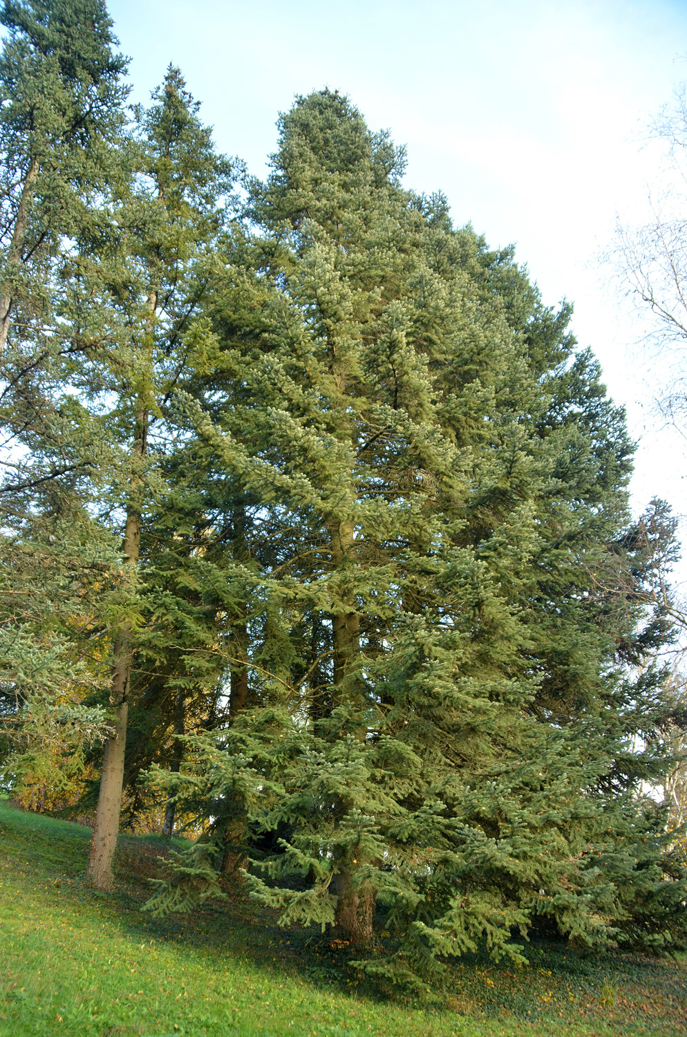 Abies nordmanniana subsp. equi-trojani - Tübingen - November 2022