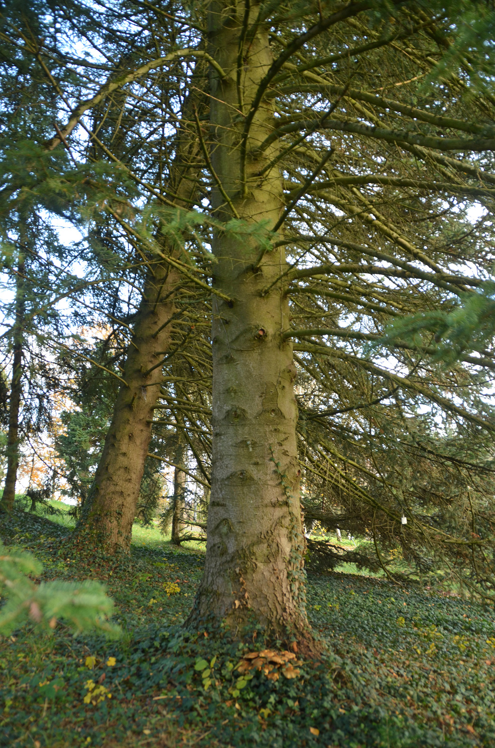 Abies nordmanniana subsp. equi-trojani - Tübingen - November 2022