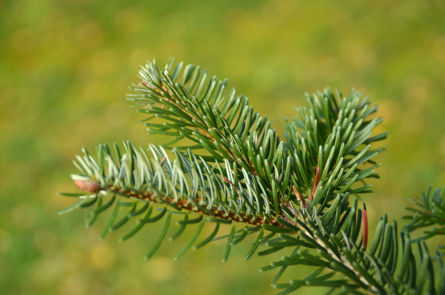 Abies nordmanniana subsp. equi-trojani - Tübingen - November 2022