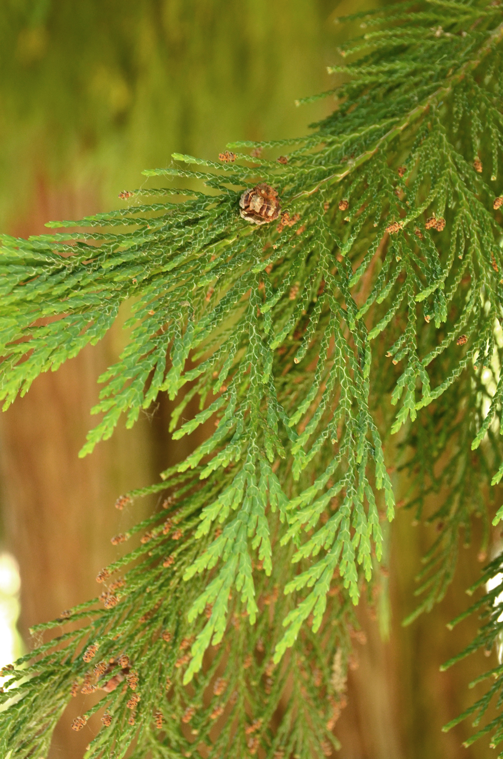 Chamaecyparis lawsoniana - Ludwigsburg Alter Friedhof - Juni 2021