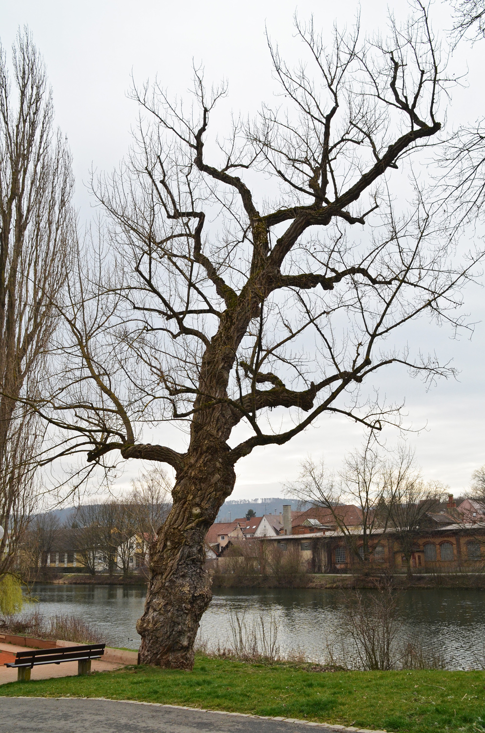 Populus nigra - Rottenburg Keplerbrücke - März 2022