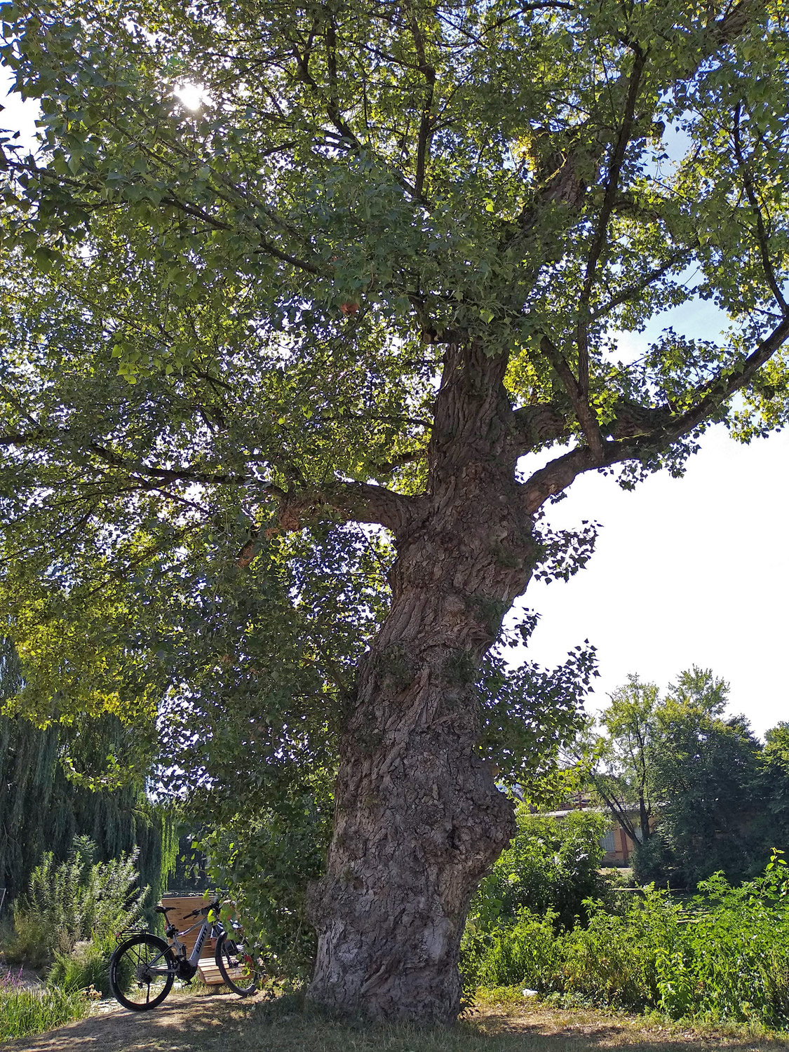 Populus nigra - Rottenburg Keplerbrücke - März 2022