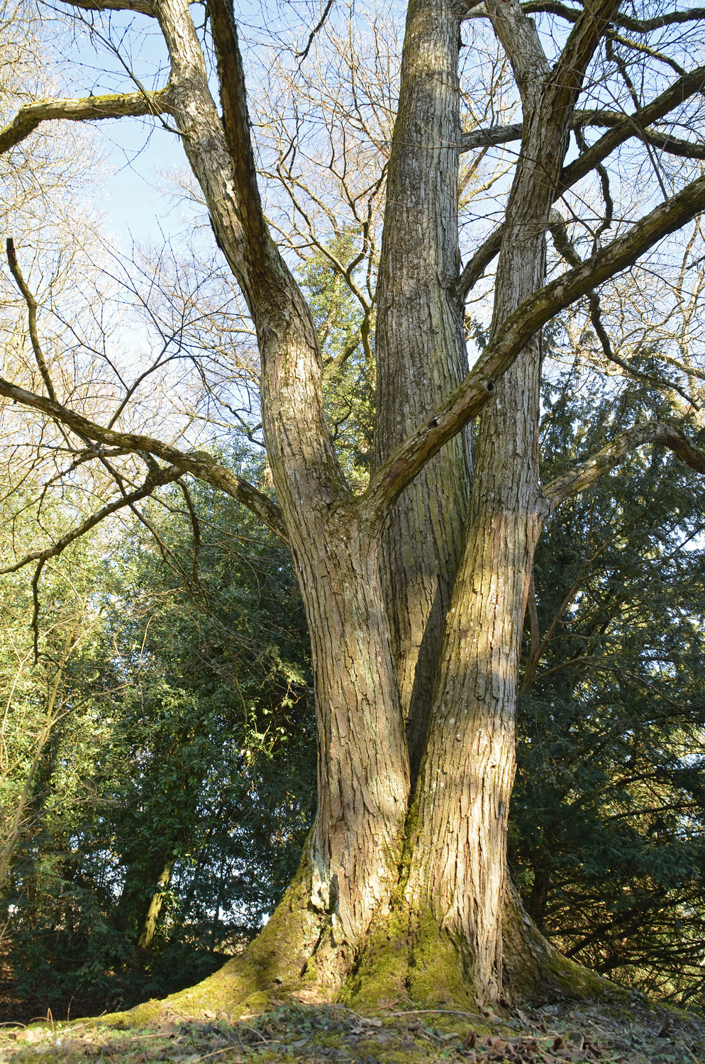 Cercidiphyllum japonicum - Stuttgart-Hohenheim - Juni 2020