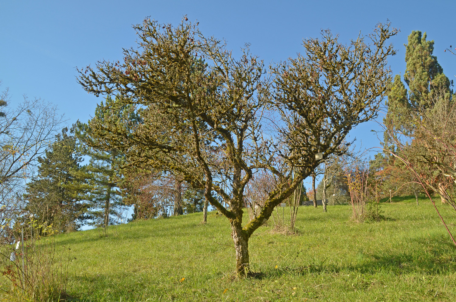 Crataegus pinnatifida - Tübingen - November 2022