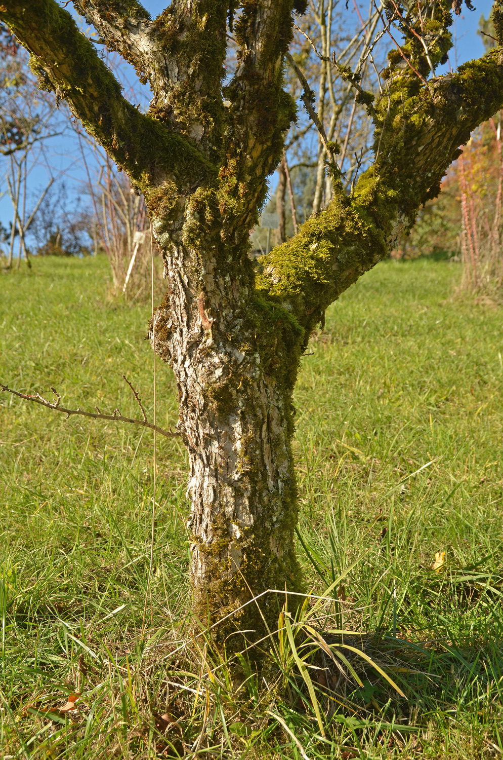 Crataegus pinnatifida - Tübingen - November 2022