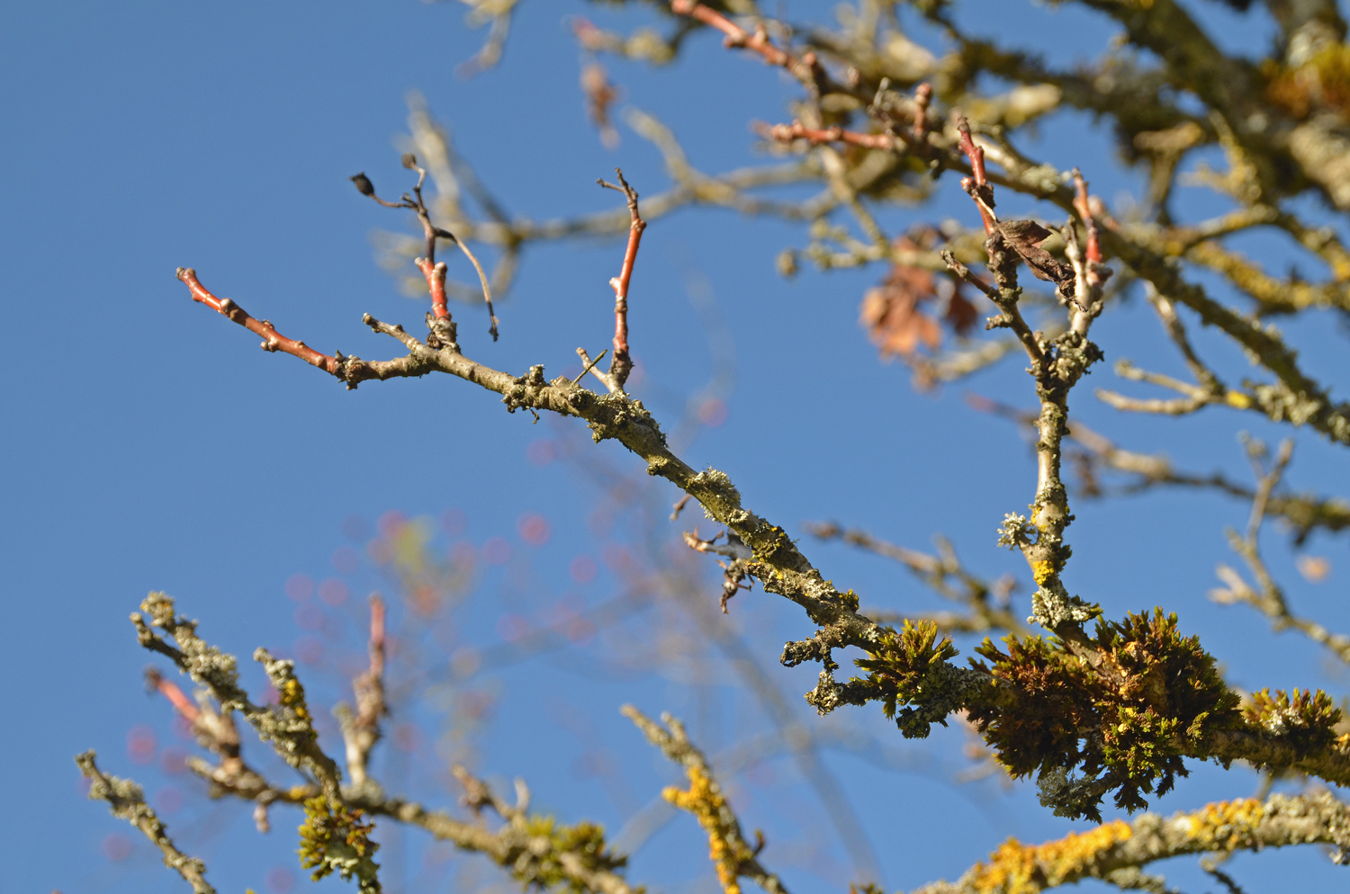 Crataegus pinnatifida - Tübingen - November 2022