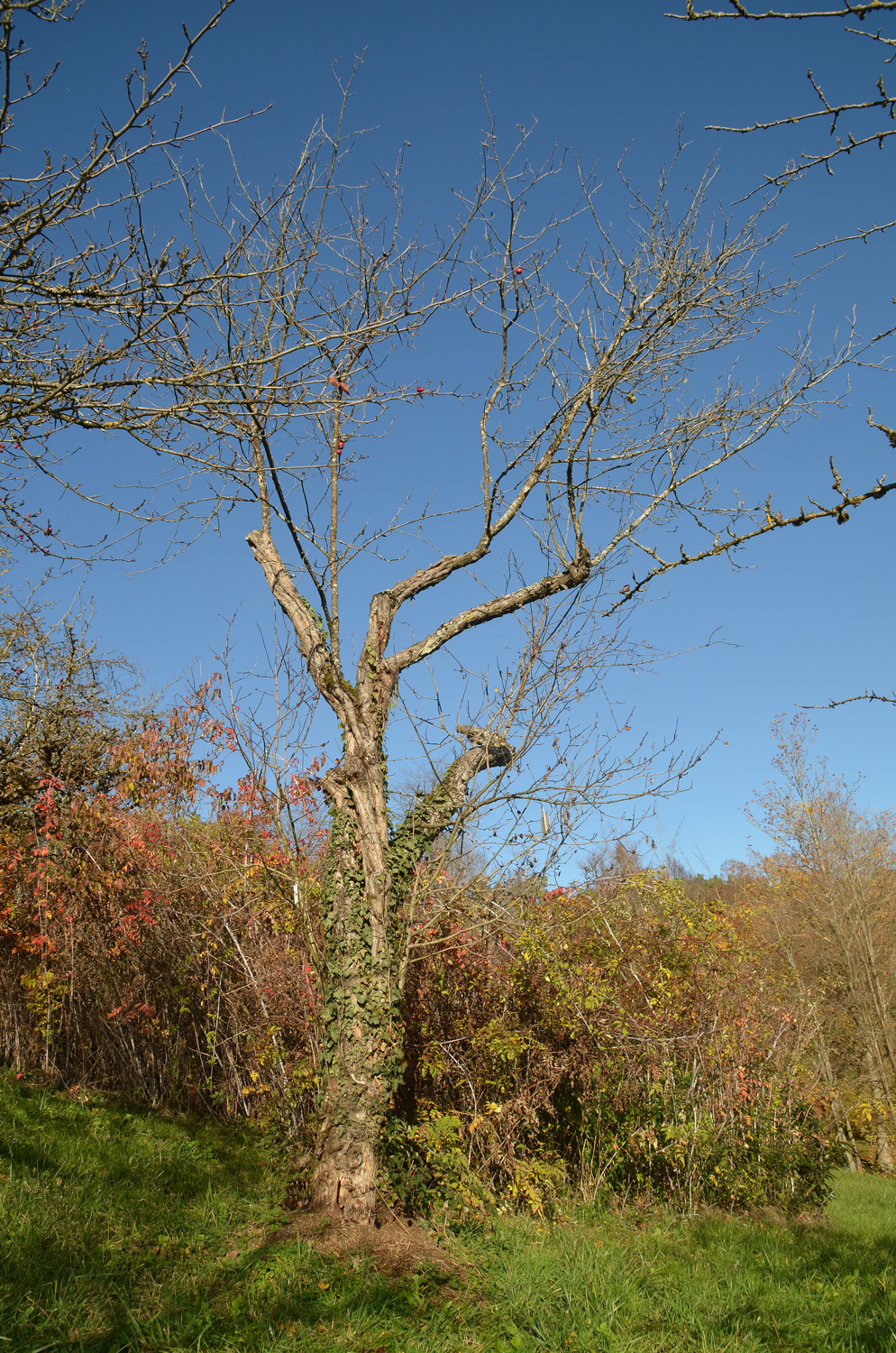 Crataegus wattiana - Tübingen - November 2022