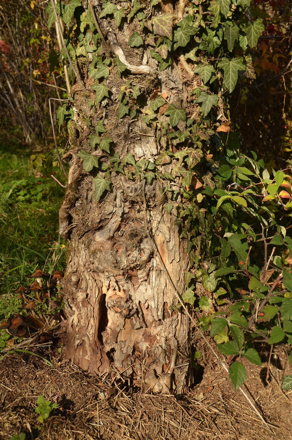 Crataegus wattiana - Tübingen - November 2022