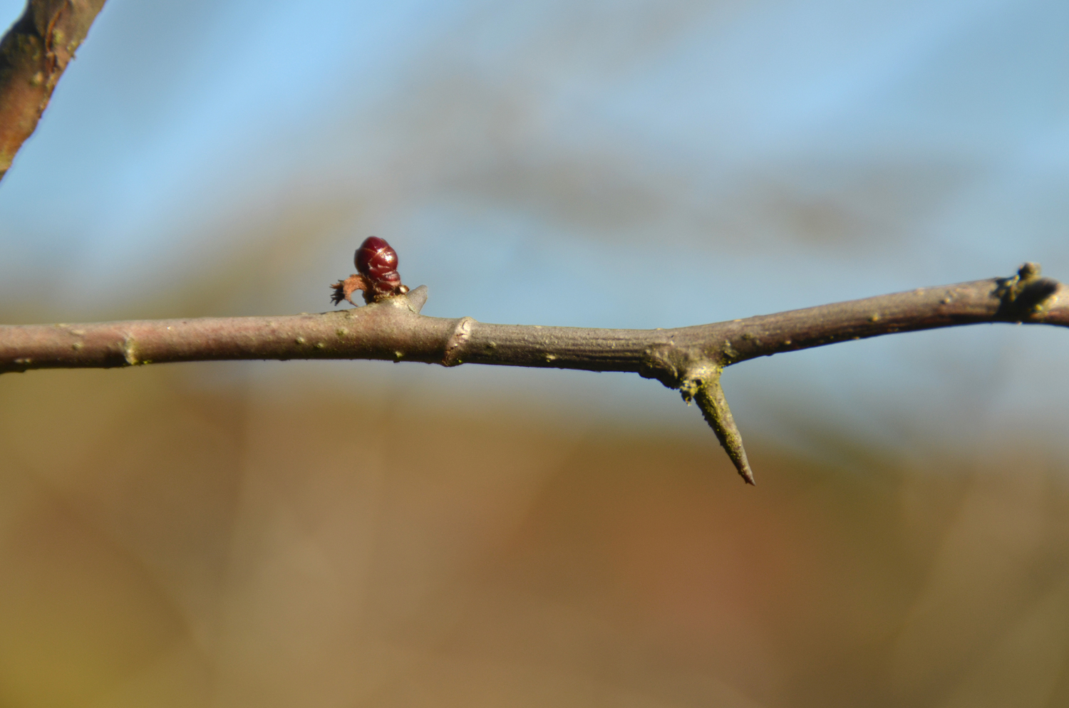 Crataegus wattiana - Tübingen - November 2022