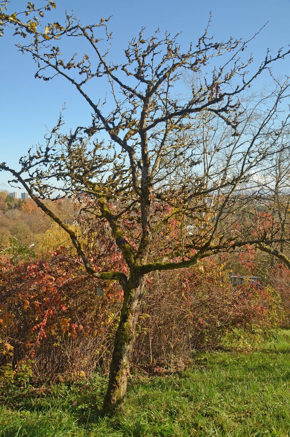 Crataegus coccinea - Tübingen - November 2022