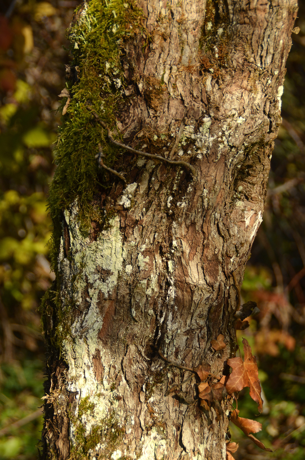 Crataegus coccinea - Tübingen - November 2022