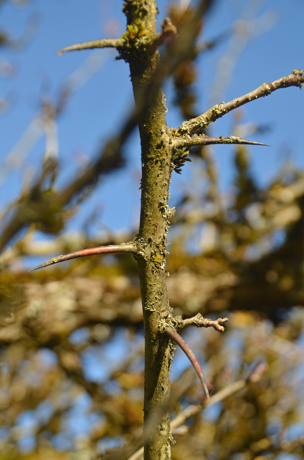 Crataegus coccinea - Tübingen - November 2022