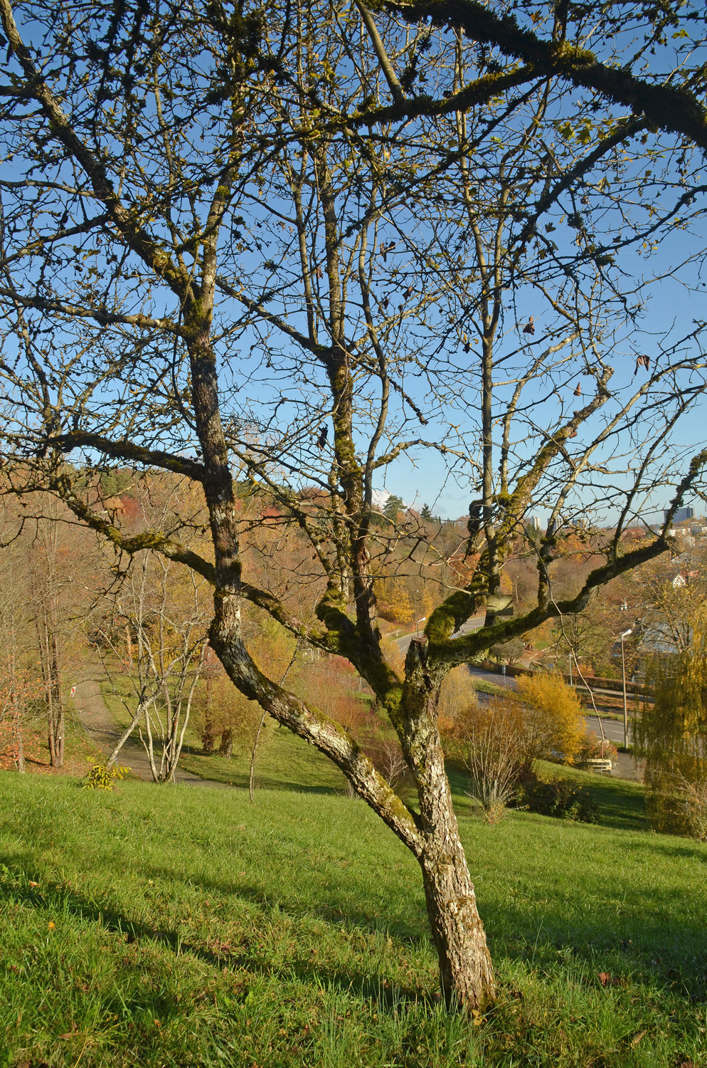 Crataegus × lavallei - Tübingen - November 2022