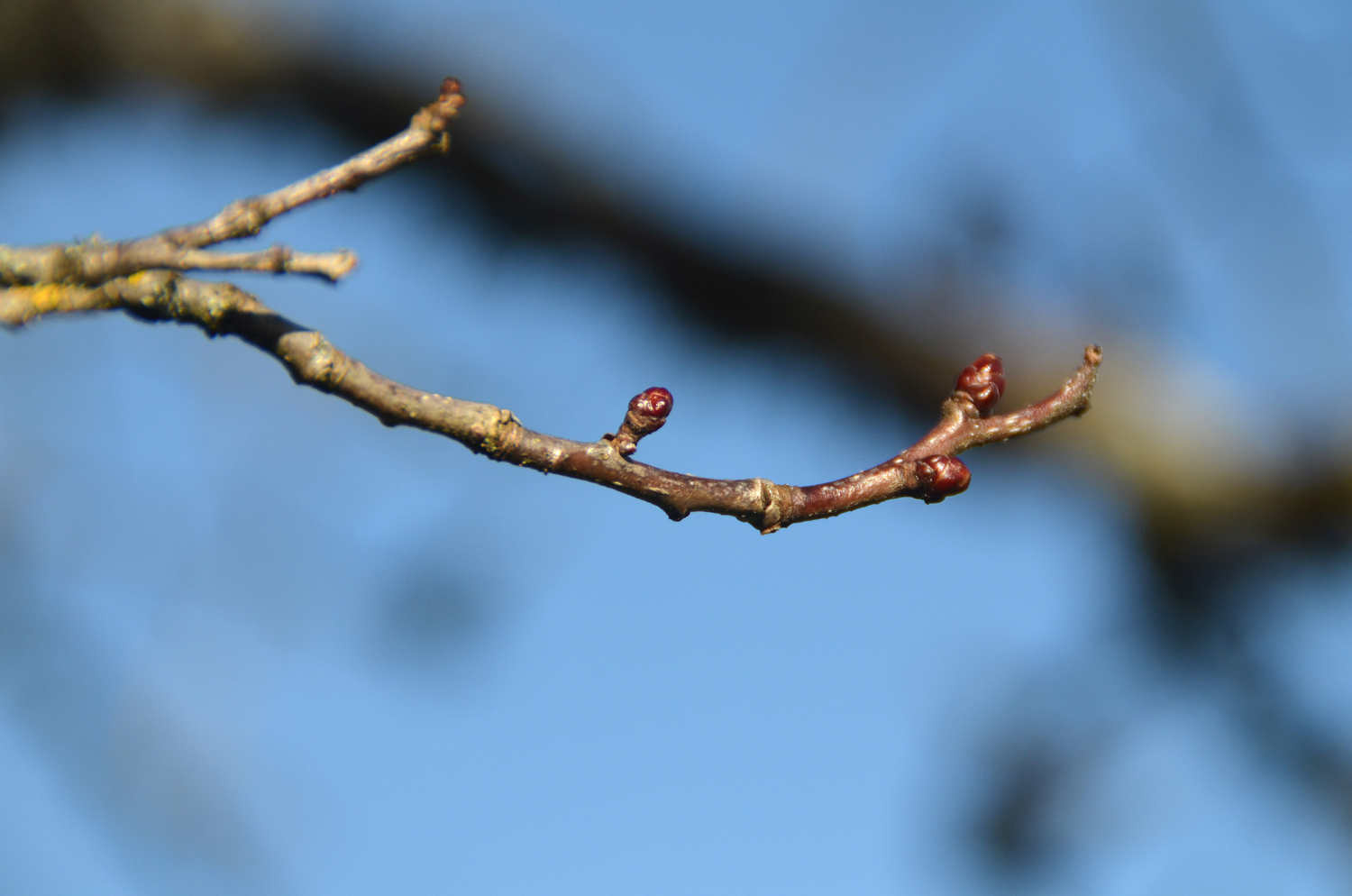 Crataegus × lavallei - Tübingen - November 2022