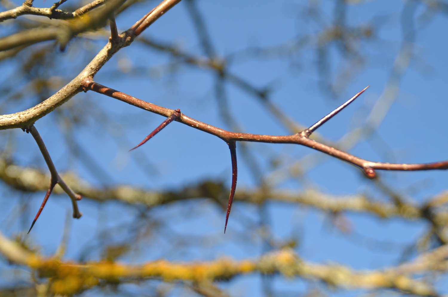 Crataegus × lavallei - Tübingen - November 2022