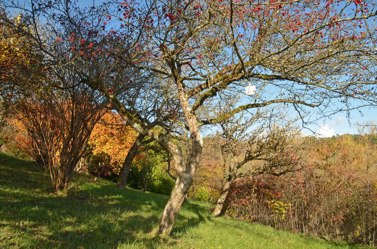 Crataegus crus-galli - Tübingen - November 2022