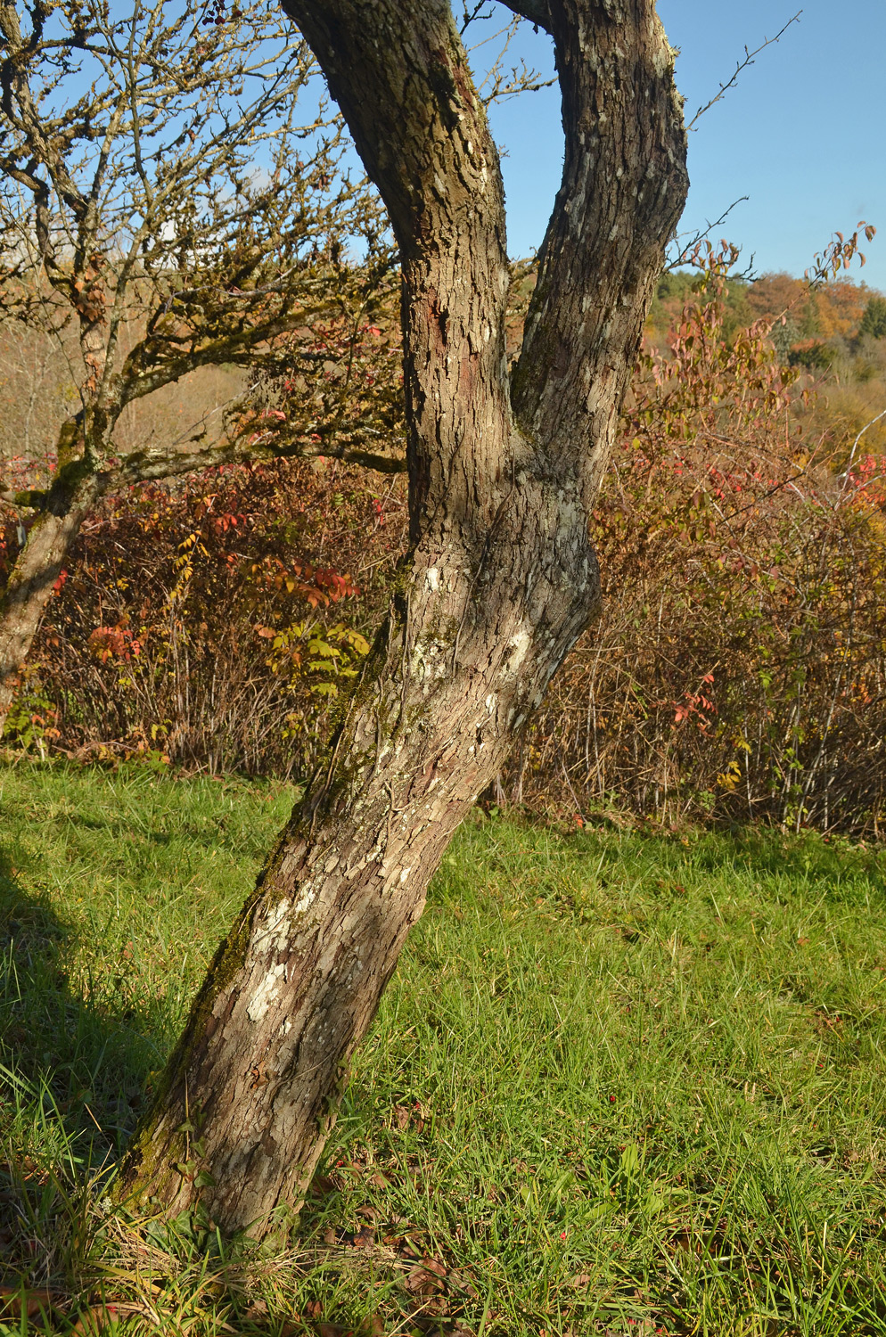 Crataegus crus-galli - Tübingen - November 2022