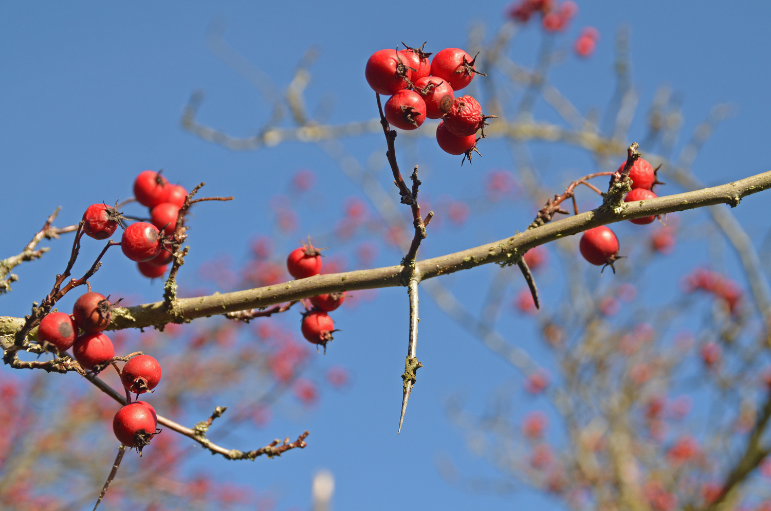 Crataegus crus-galli - Tübingen - November 2022