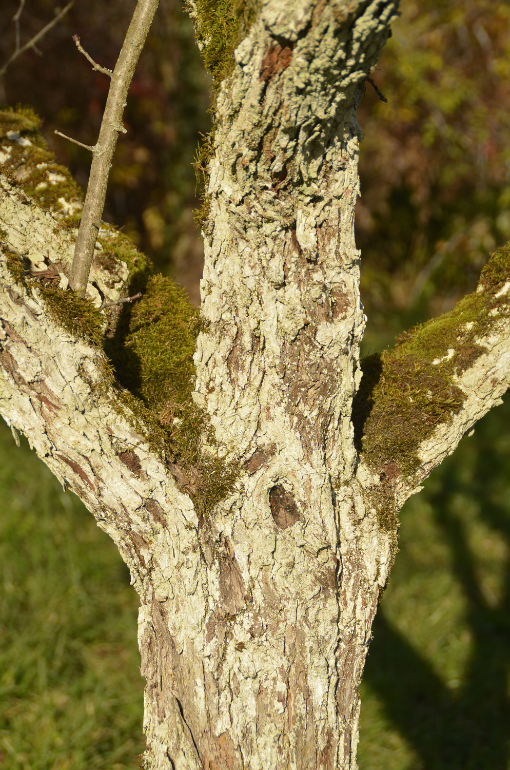 Crataegus coccinea - Tübingen - November 2022