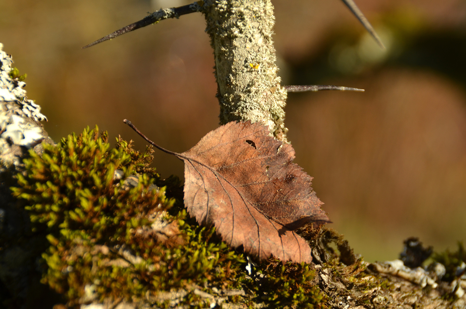 Crataegus coccinea - Tübingen - November 2022