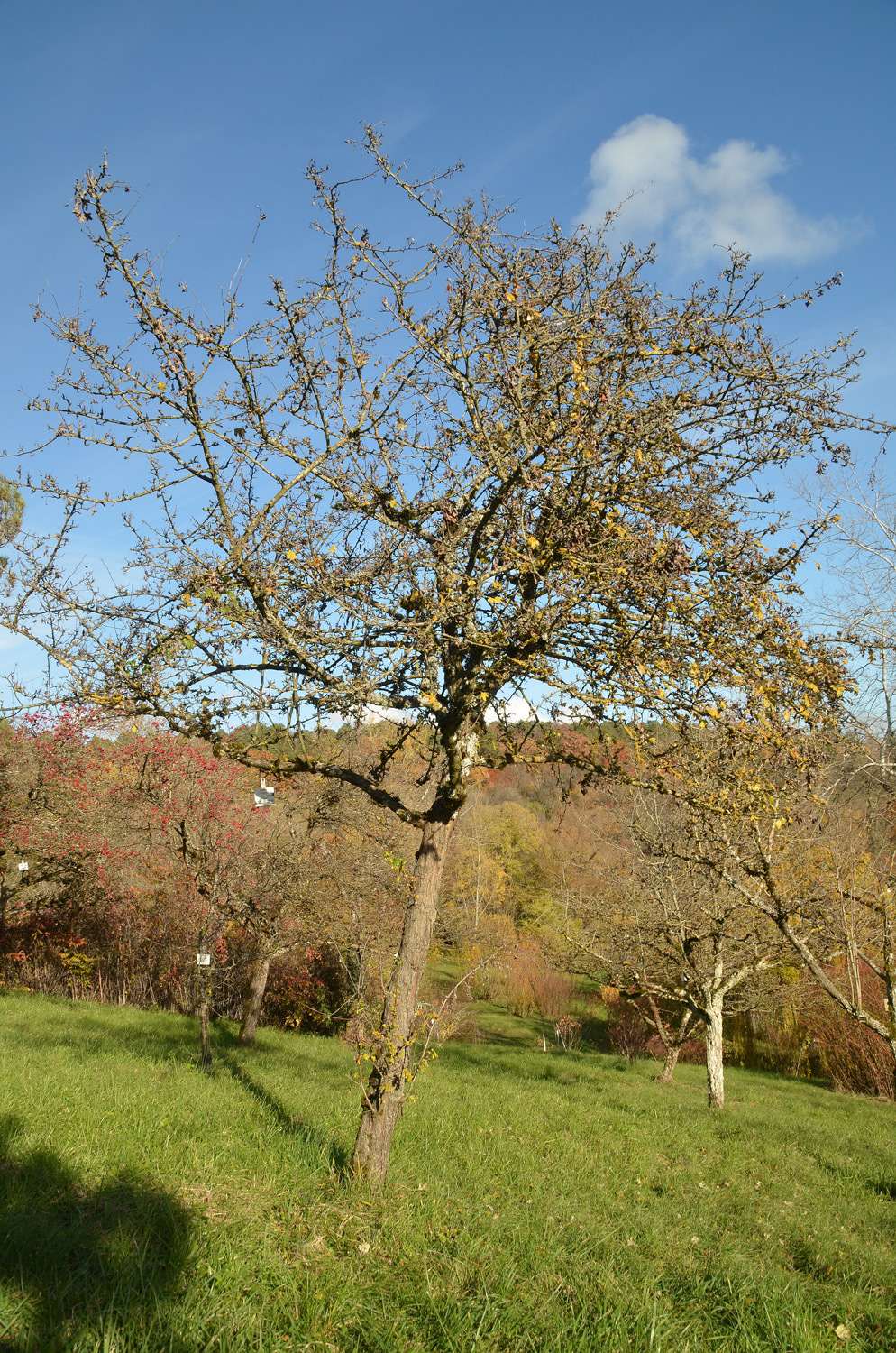 Crataegus laevigata 'Plena' - Tübingen - November 2022