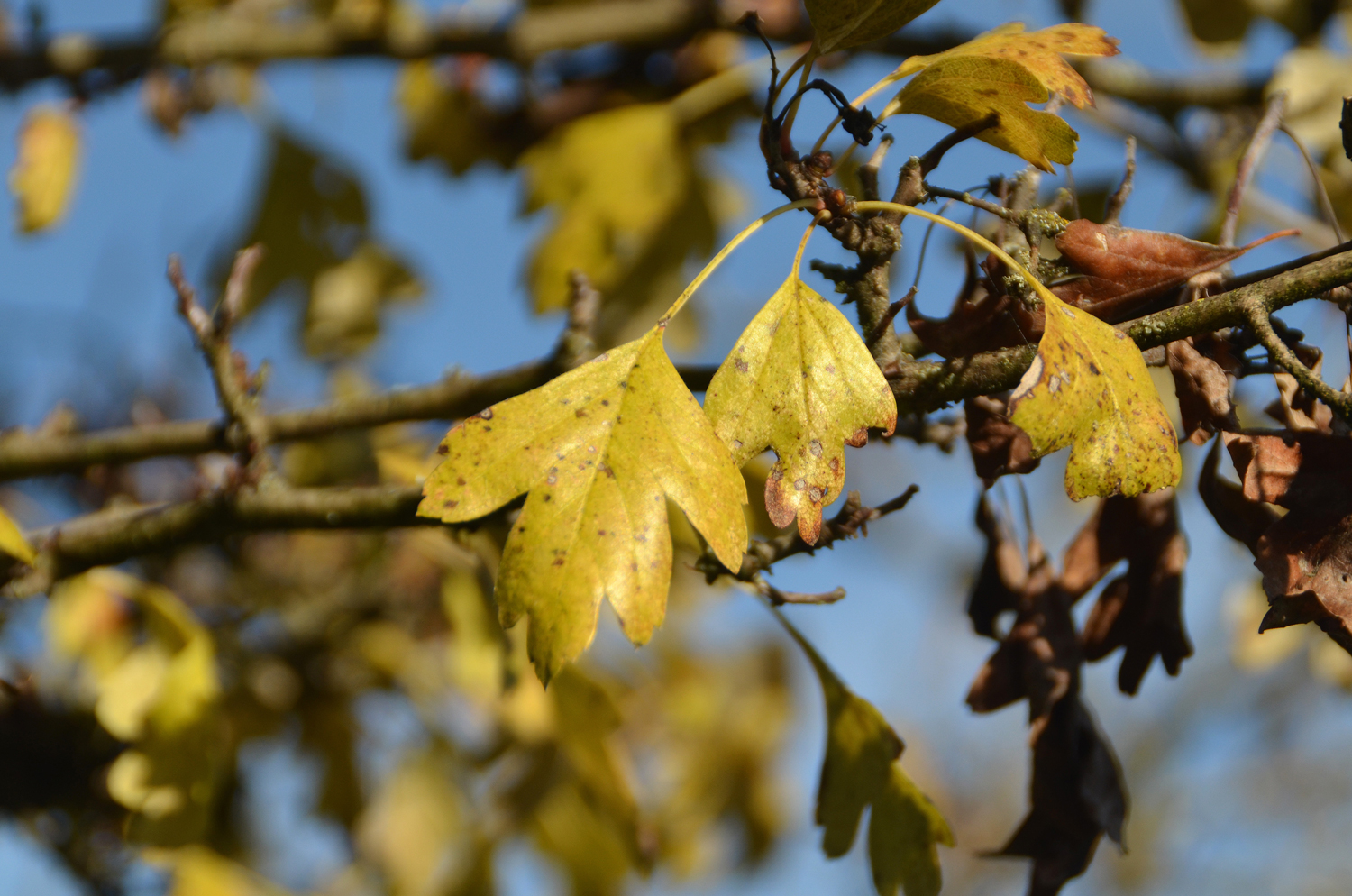 Crataegus laevigata 'Plena' - Tübingen - November 2022
