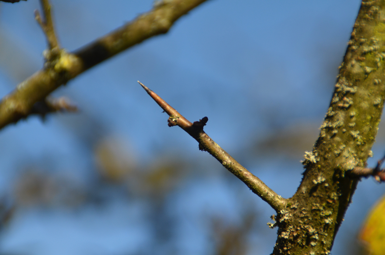 Crataegus laevigata 'Plena' - Tübingen - November 2022
