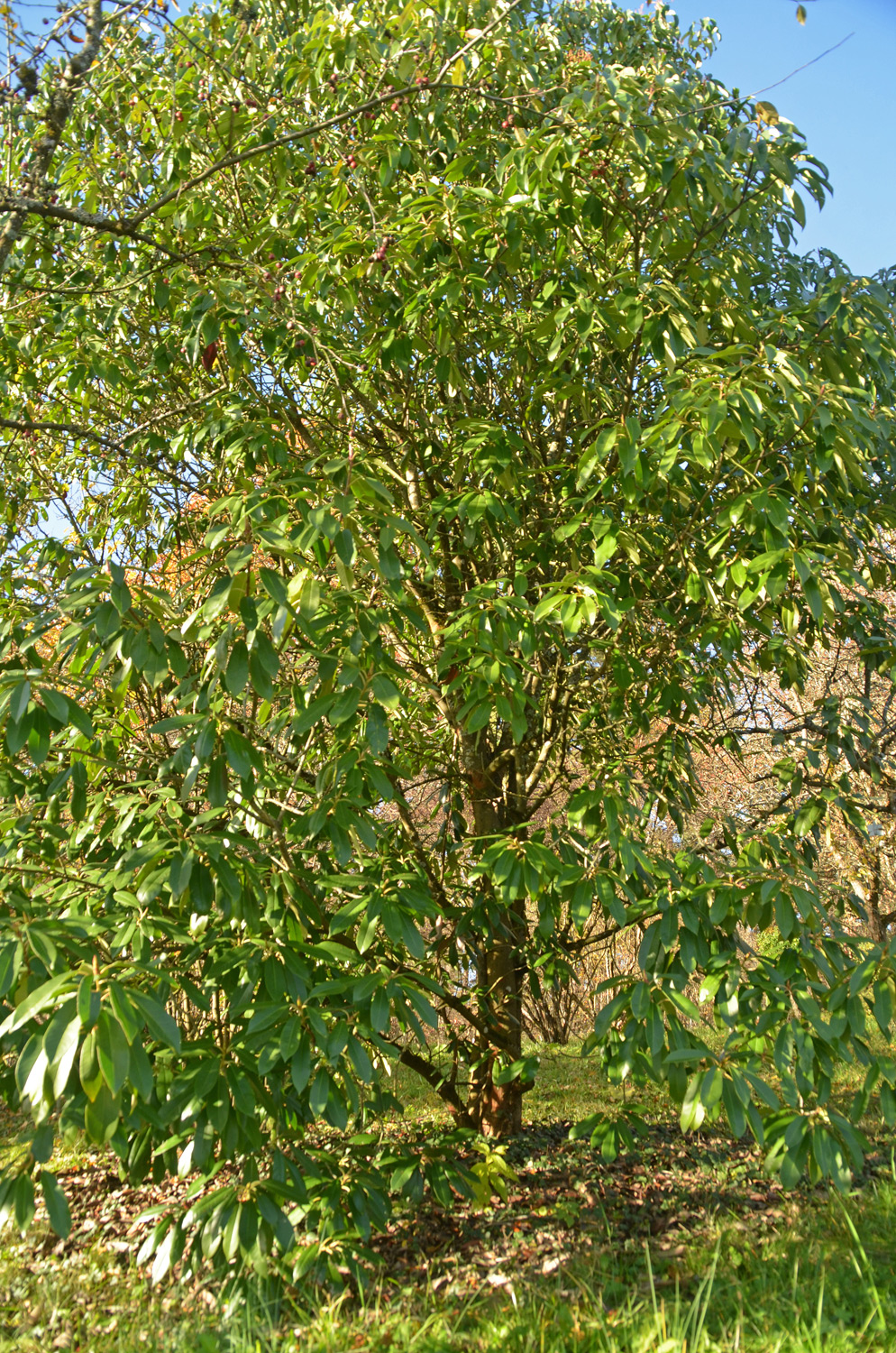 Photinia glabra - Tübingen - November 2022