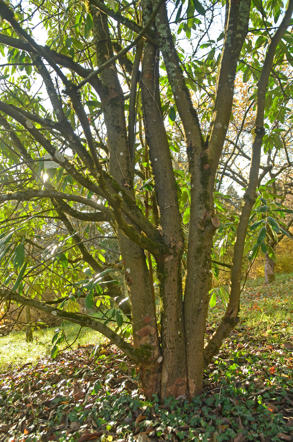 Photinia glabra - Tübingen - November 2022