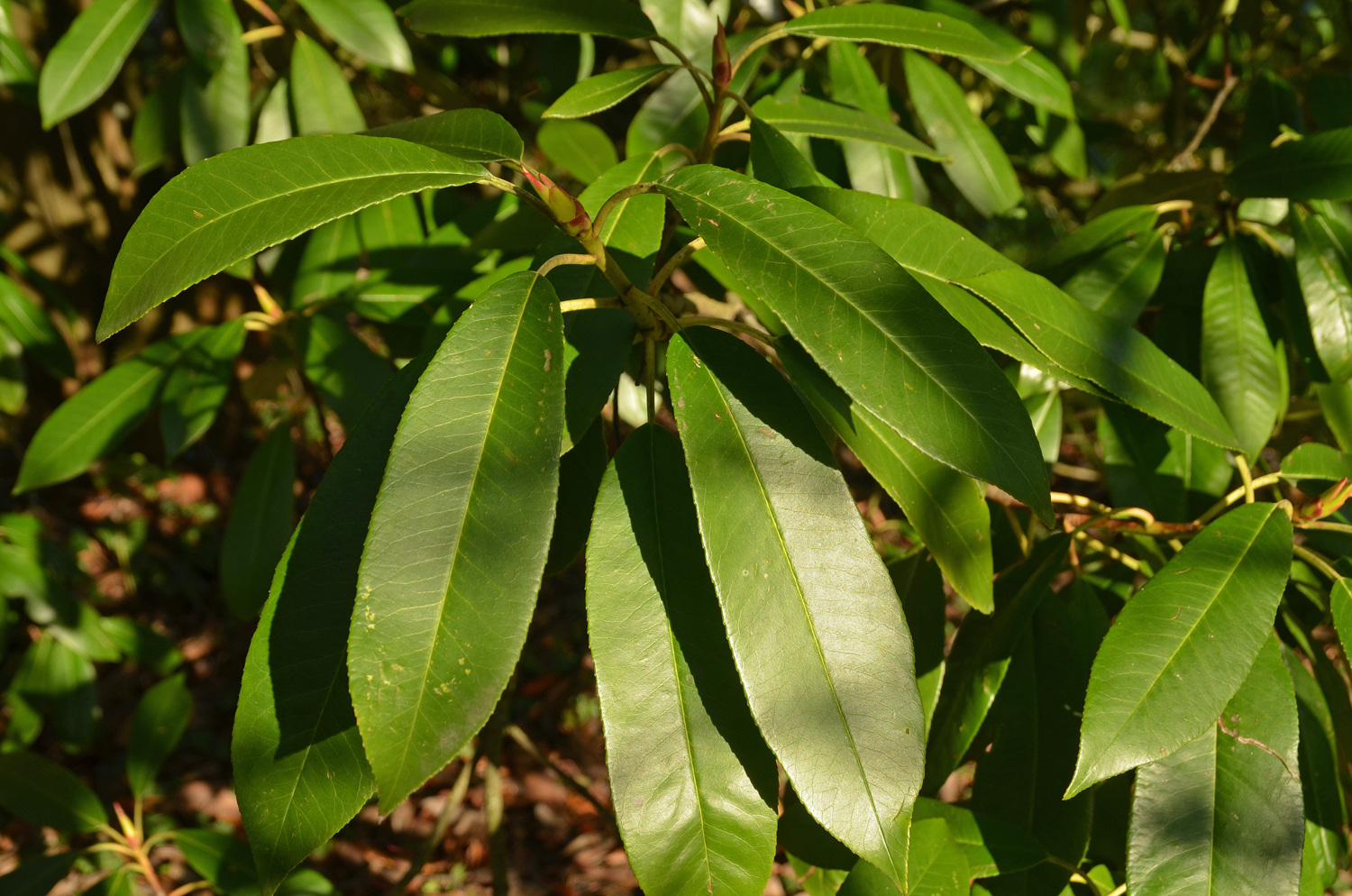 Photinia glabra - Tübingen - November 2022
