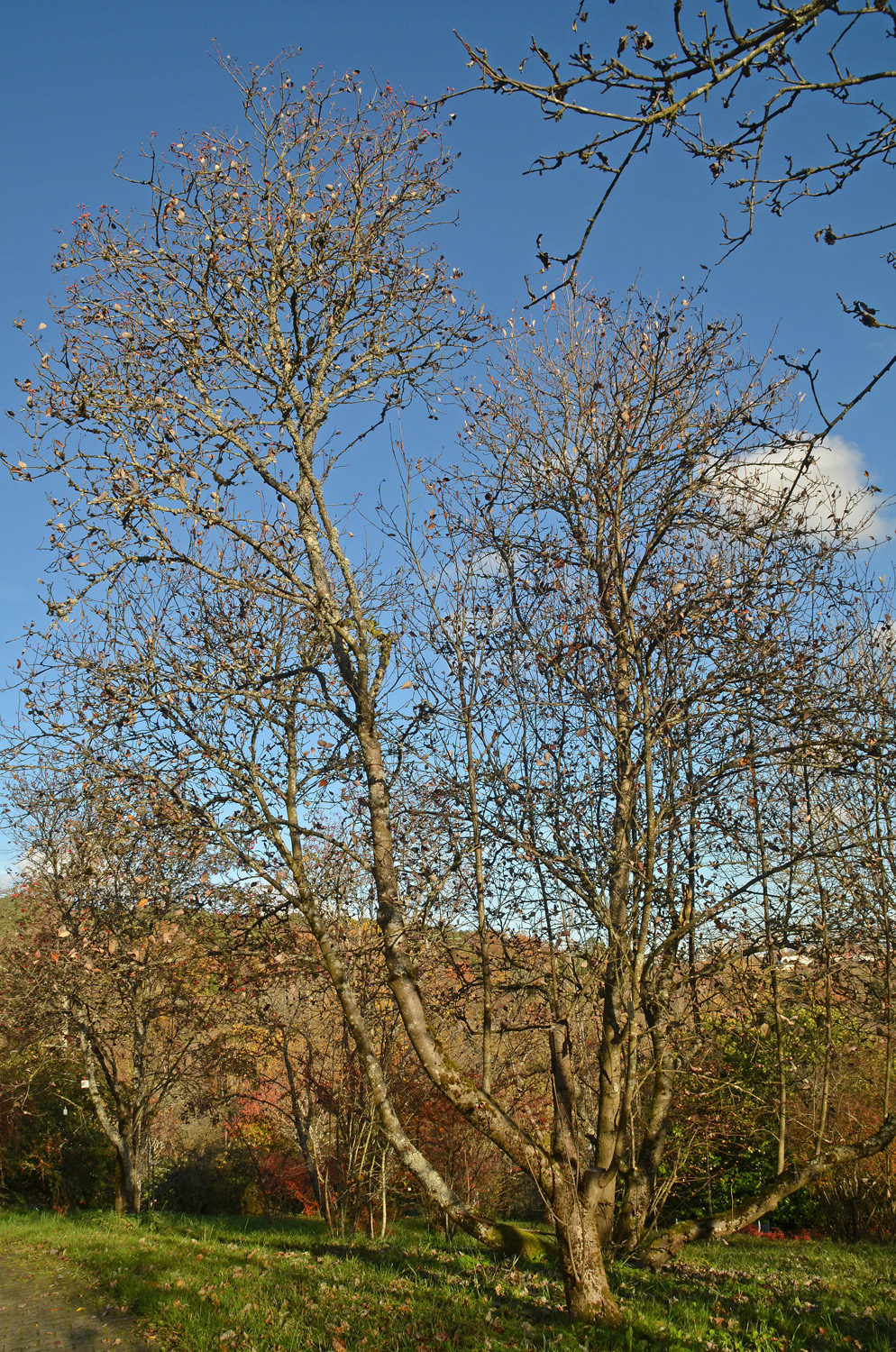Sorbus mougeotii - Tübingen - November 2022
