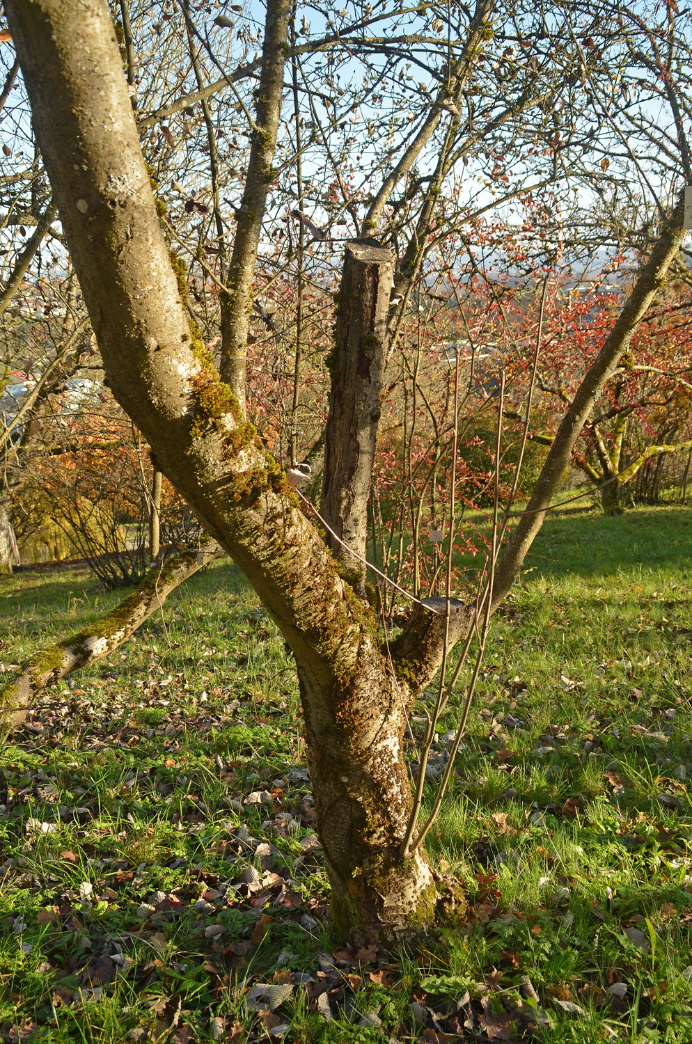 Sorbus mougeotii - Tübingen - November 2022