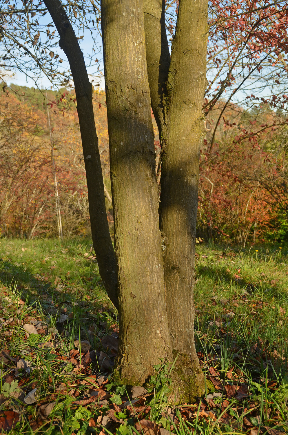 Sorbus alnifolia - Tübingen - November 2022