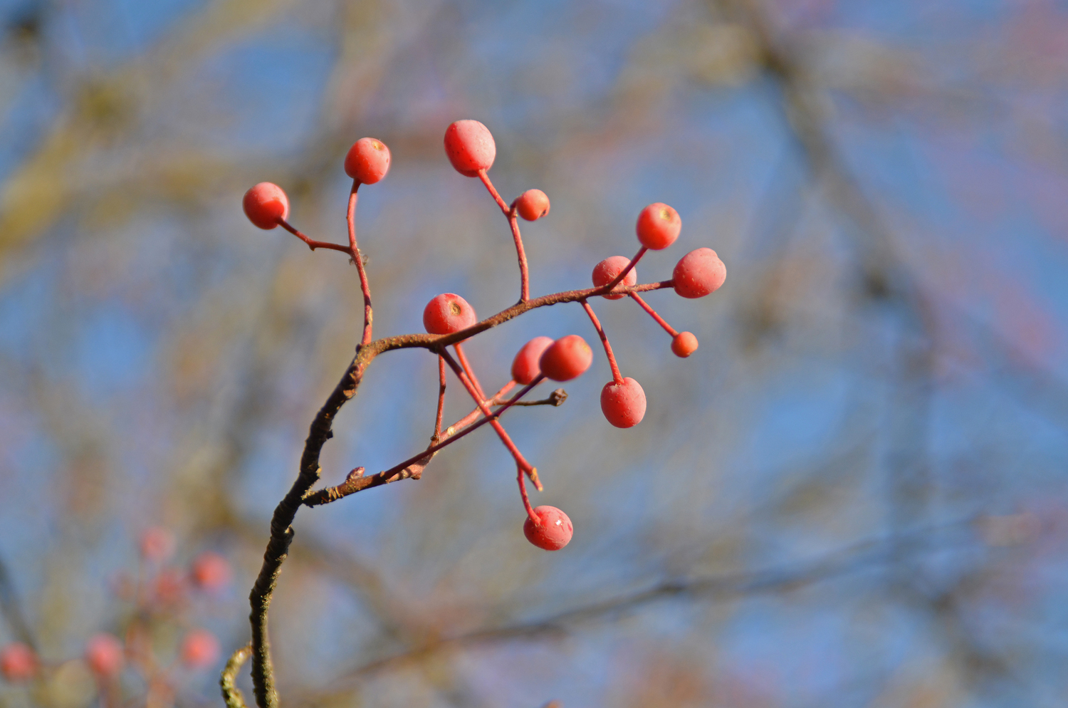 Sorbus alnifolia - Tübingen - November 2022